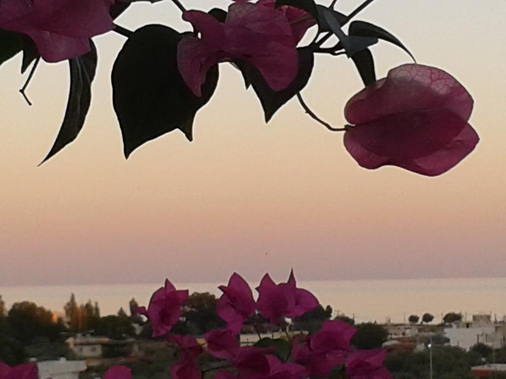 אפאנטו Iris Hotel מראה חיצוני תמונה